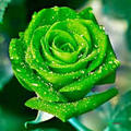 Green Flower Psychic