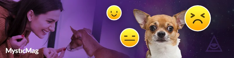 5 Best Dog & Pet Psychic Sites in 2026